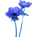 アネモネ（青）