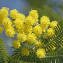 ミモザアカシア