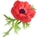 アネモネ（赤）