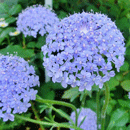 ブルーレースフラワー