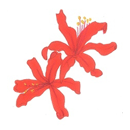 はくさんちどり