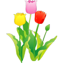 チューリップ