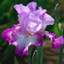 ジャーマンアイリス