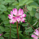 れんげ草（赤）