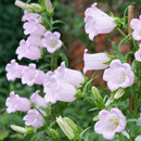 カンパニュラメディウム