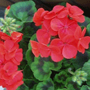 ゼラニウム（赤）