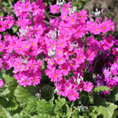 プリムラマラコイデス