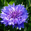 やぐるまぎく（紫）