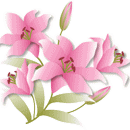 ゆり（ピンク）