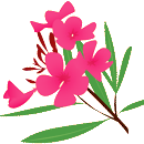 きょうちくとう