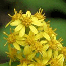 あきのきりん草