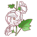 たちあおい（白）