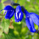 サルビア（青）