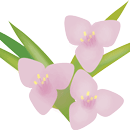 むらさきつゆ草