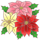 ポインセチア