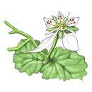 ゆきのした（葉）