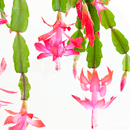 しゃこばサボテン