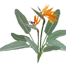 ごくらくちょうか