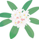 じんちょうげ（白）