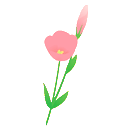 トルコぎきょう