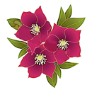 クリスマスローズ（赤）