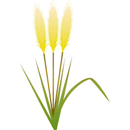 パンパスグラス