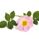 ばら（ムスクローズ）