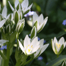 オーニソガラム