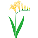 フリージア(黄)