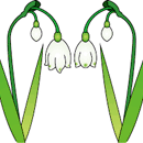 スノードロップ