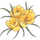 クロッカス（黄）