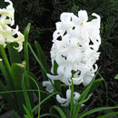 ヒヤシンス（白）