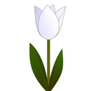 チューリップ（白）