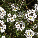 スイートアリッサム