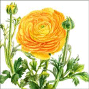 ラナンキュラス（黄）