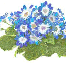 サイネリア（青）