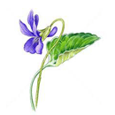 スイートバイオレット