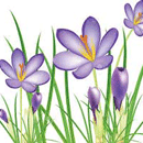 クロッカス（紫）