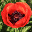 オリエンタルポピー