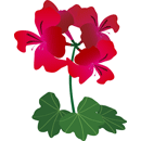 アイビーゼラニウム