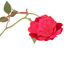 ばら（ロサ・フェティダ）