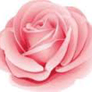 ばら（モスローズ）