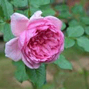 ばら（絞り咲き）