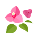 ブーゲンビリア