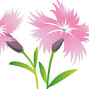 なでしこ（八重咲き）