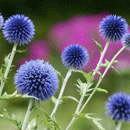 るりたまあざみ