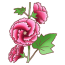 たちあおい（ピンク）