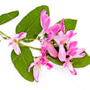 ハニーサックル