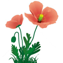 アイスランドポピー