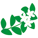 マダガスカルジャスミン